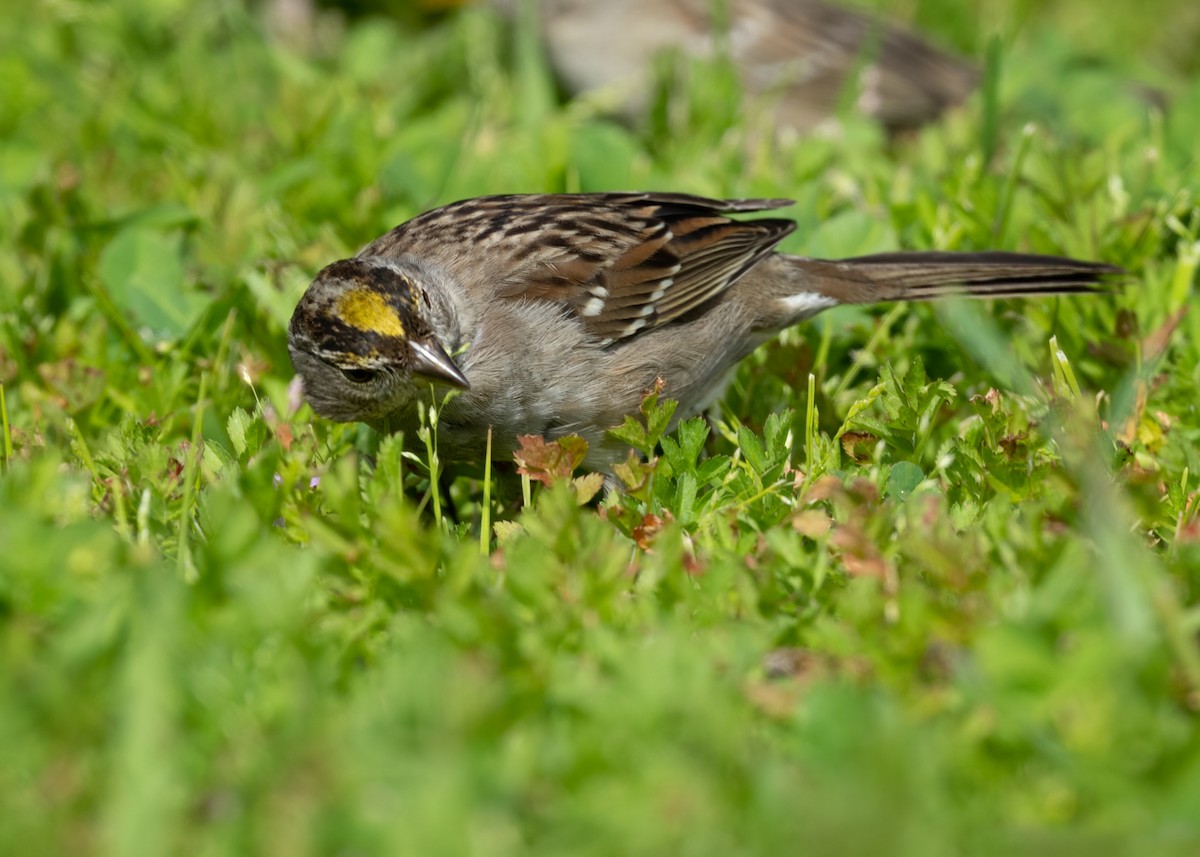 Golden-crowned Sparrow - ML542553181