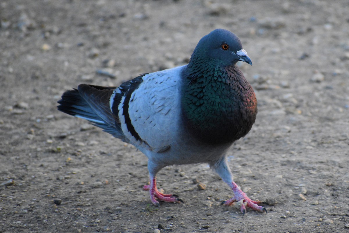 Rock Pigeon (Feral Pigeon) - ML542553891