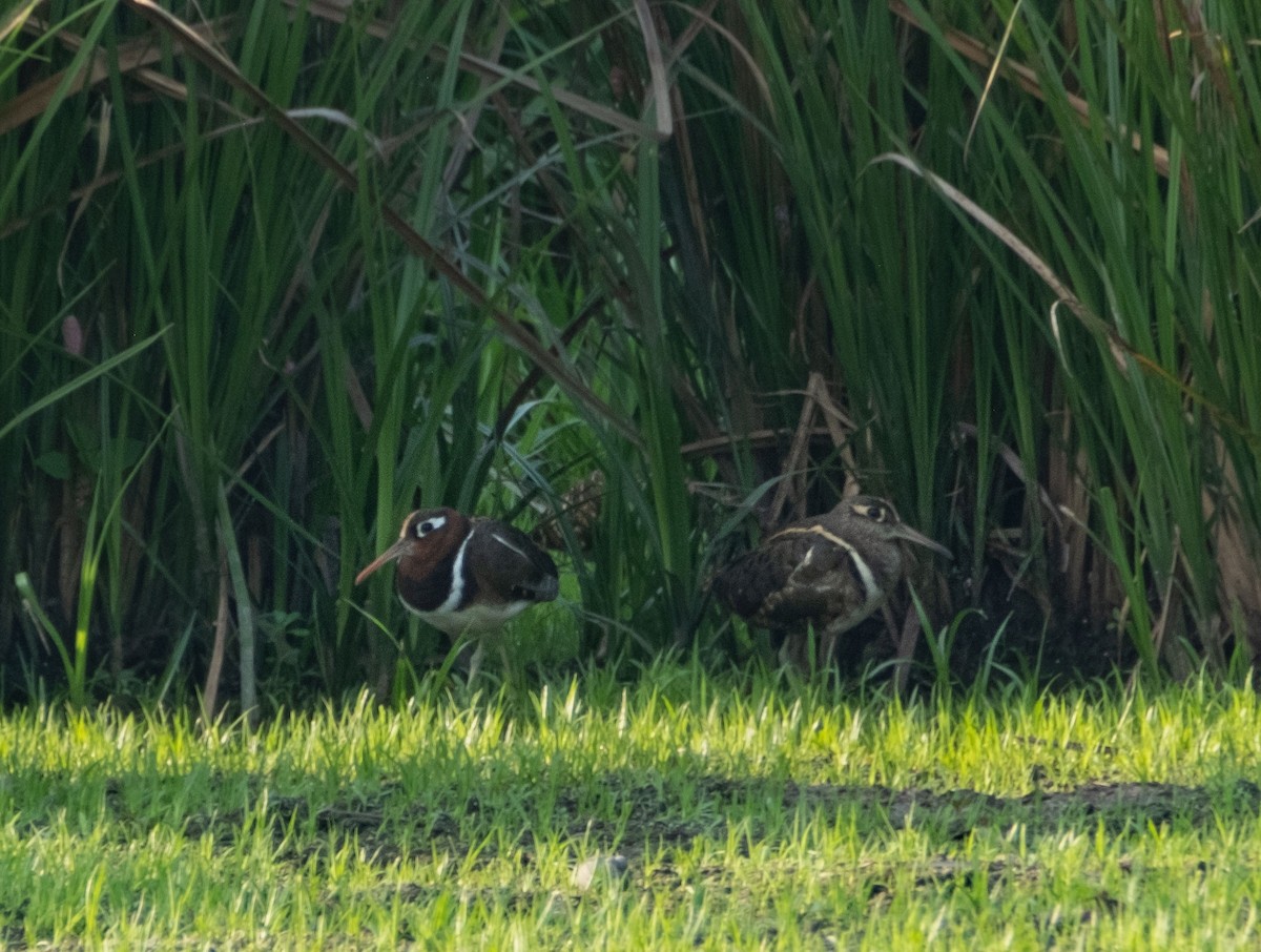 Greater Painted-Snipe - ML542564311