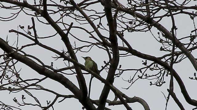 Eurasian Green Woodpecker - ML542565291
