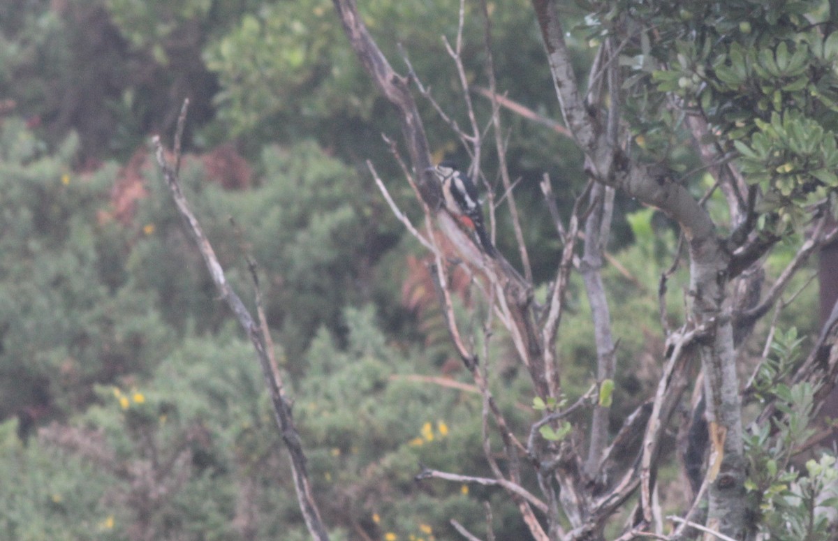 Great Spotted Woodpecker - Nárgila Moura