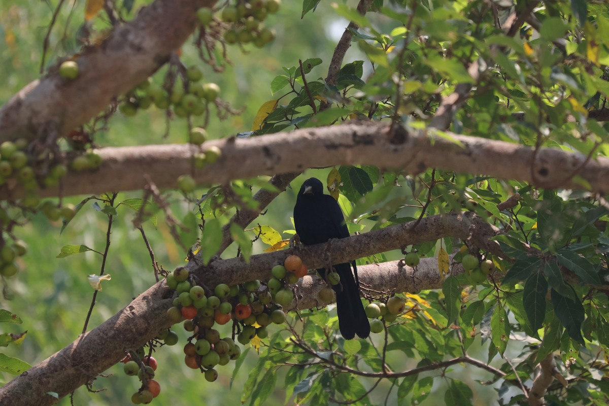 Asian Koel - ordinary birder