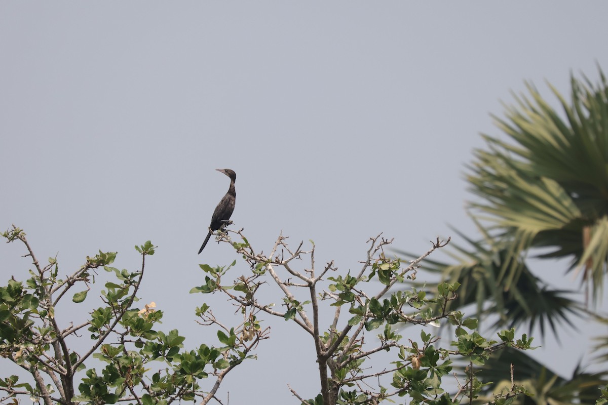 Little Cormorant - ordinary birder
