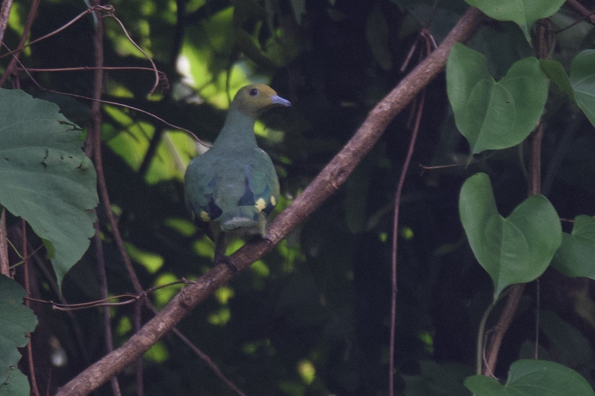 Вануатский фруктовый голубь - ML542572671