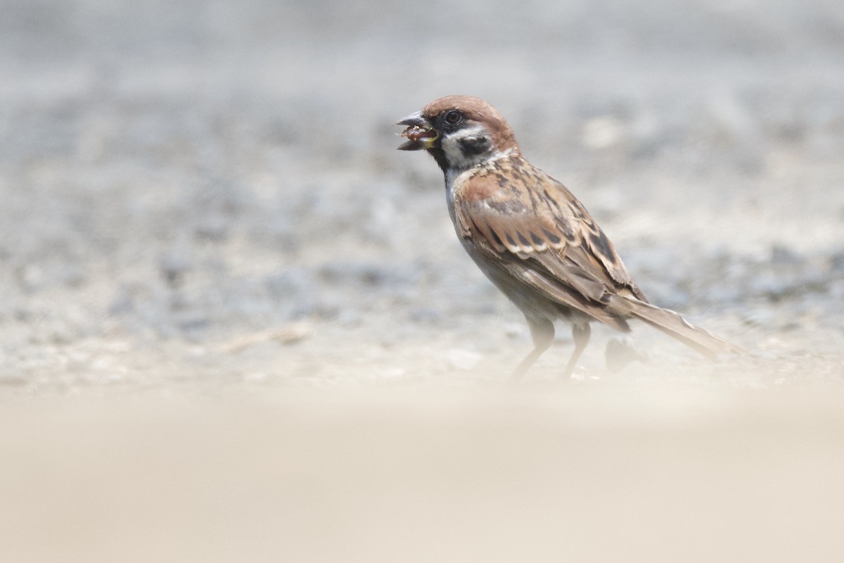 Eurasian Tree Sparrow - ML542573721