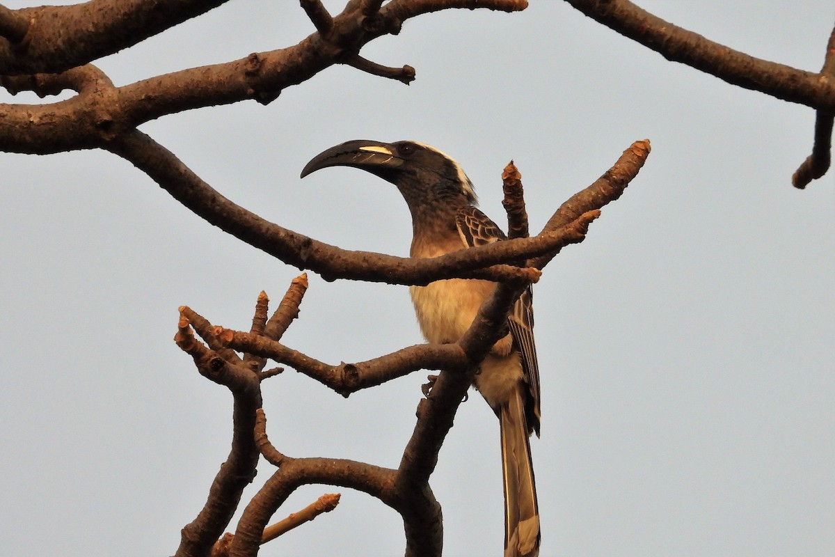 African Gray Hornbill - ML542575001