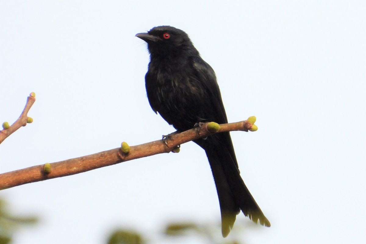 Fork-tailed Drongo (Glossy-backed) - ML542575011