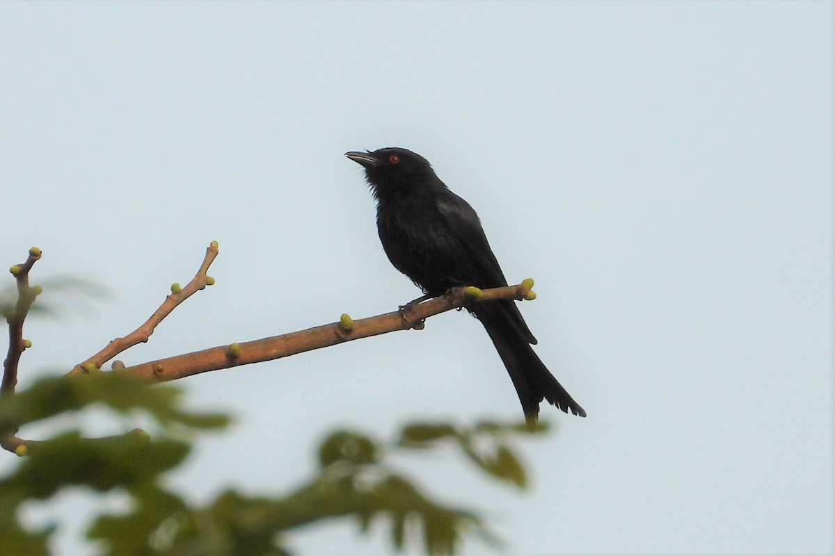 Fork-tailed Drongo (Glossy-backed) - ML542575051