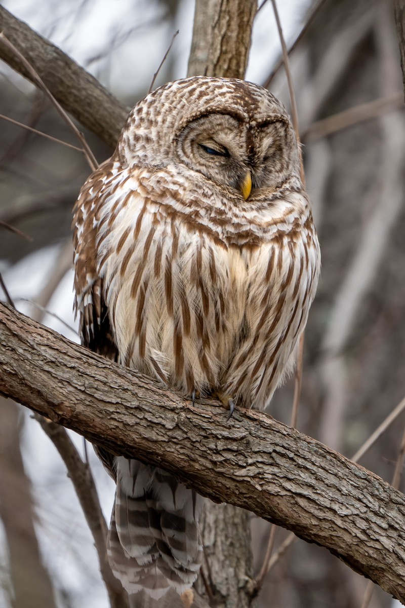 Barred Owl - ML542576071