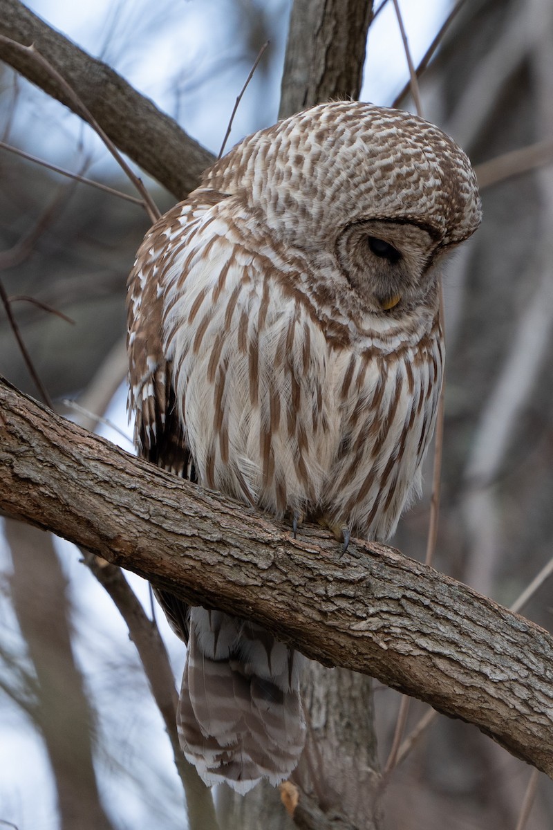 Barred Owl - ML542576081