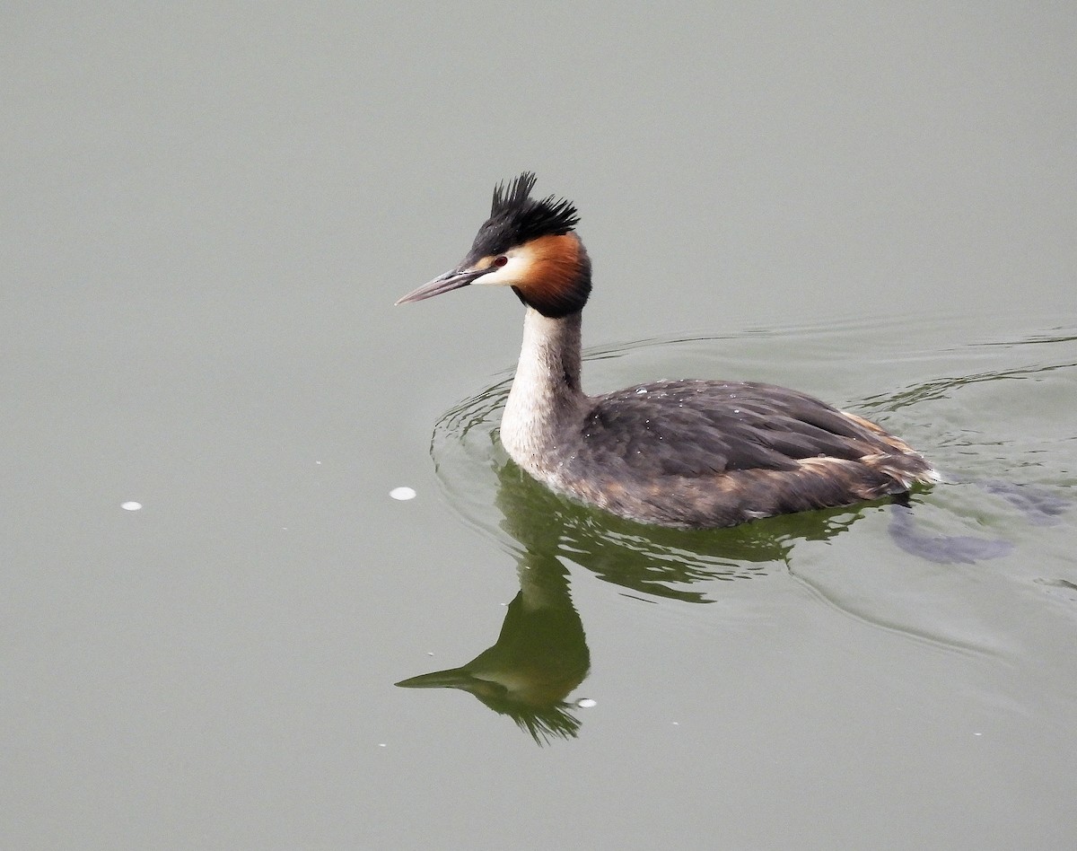 Great Crested Grebe - ML542577241