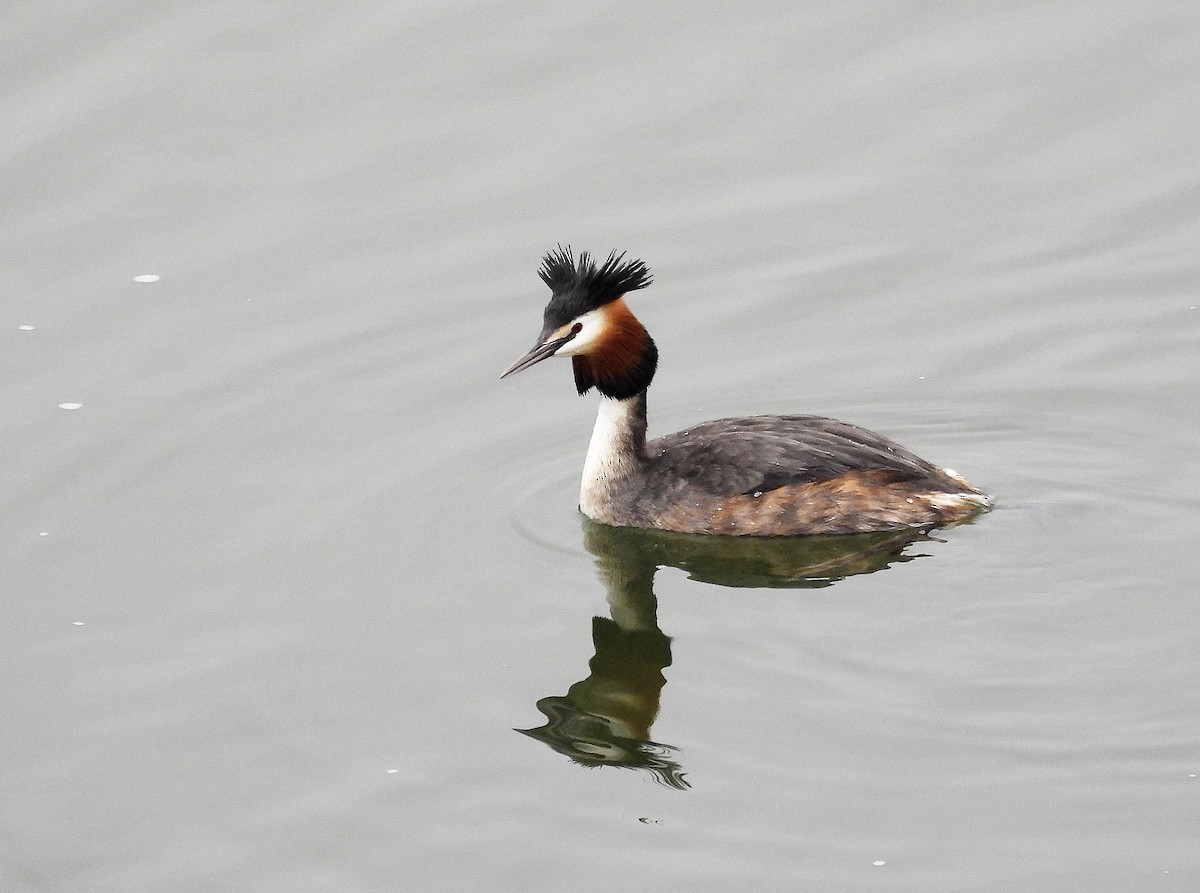 Great Crested Grebe - ML542577271