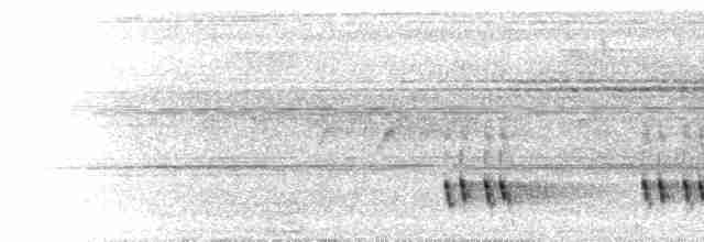  - Black-eared Barbet