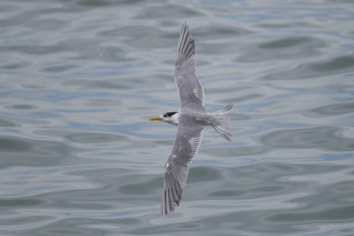 Great Crested Tern - ML542580021