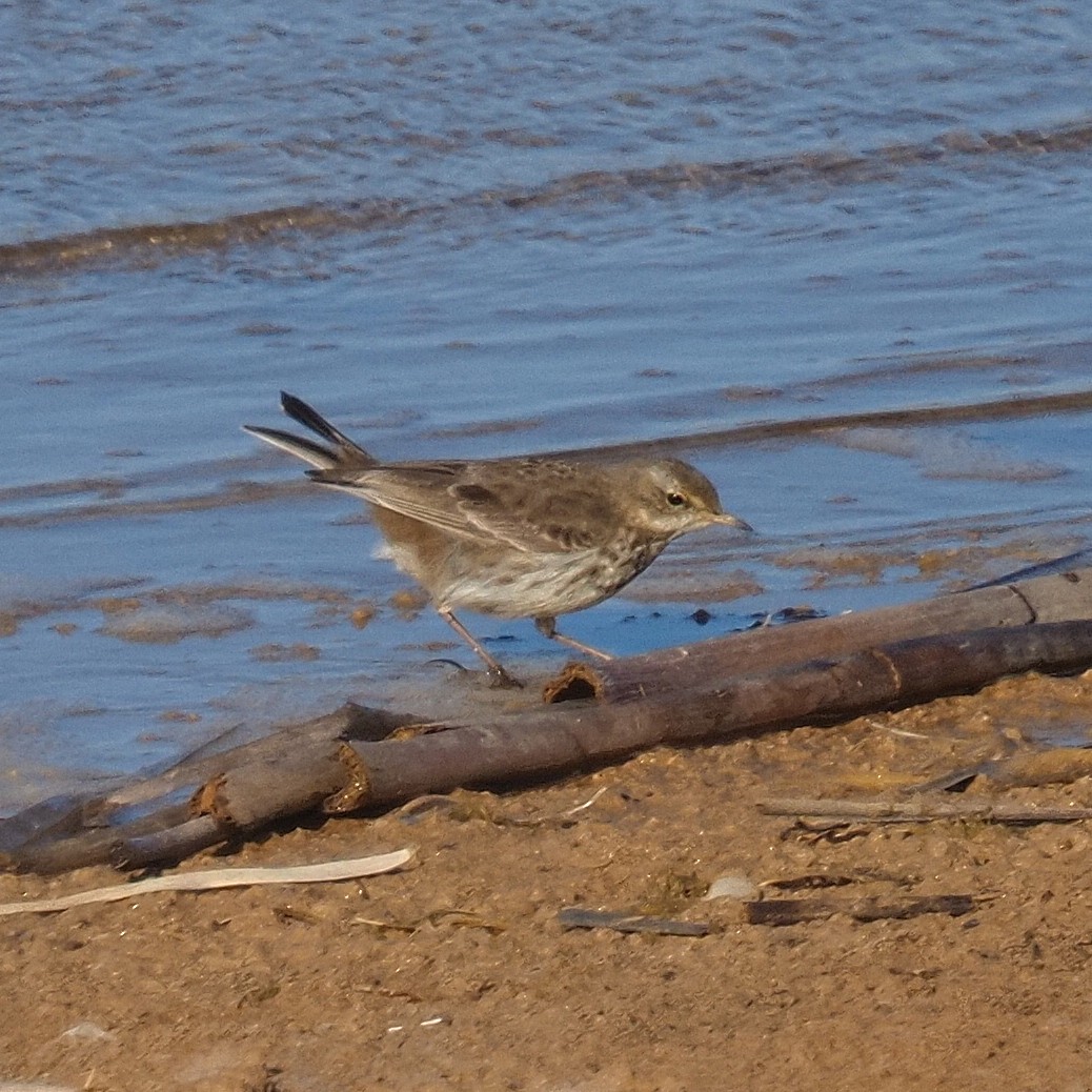 Water Pipit - ML542580431