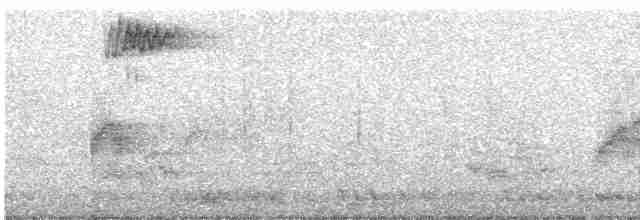 Black-breasted Thrush - ML542581821