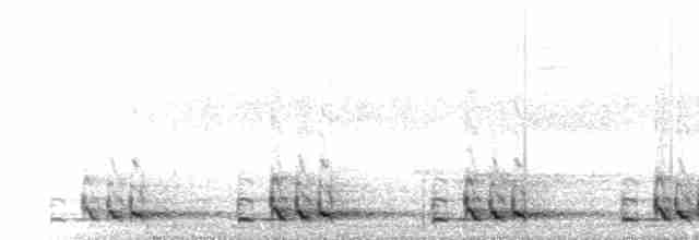  - Blue-throated Barbet (Red-crowned)