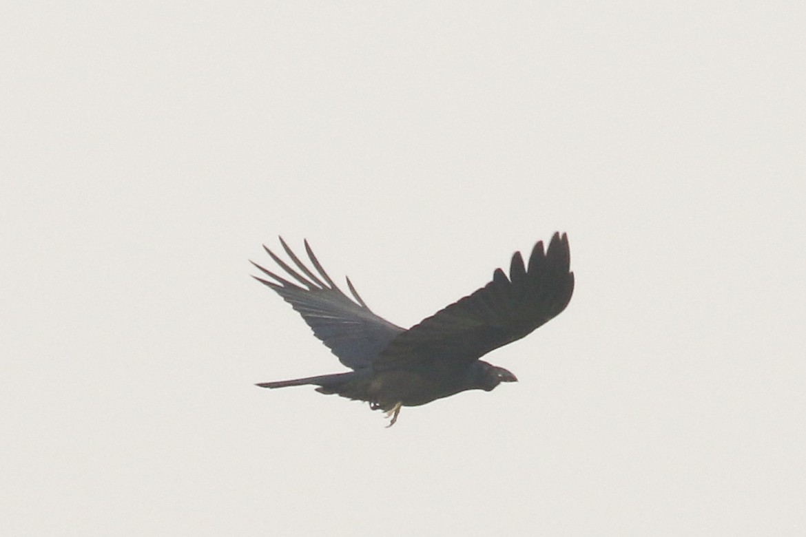 Large-billed Crow - ML542590841