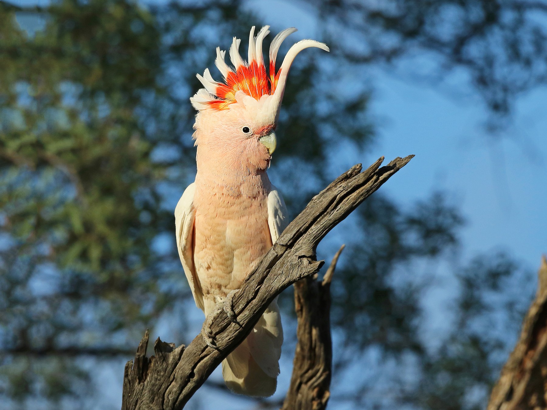 pink cockatiel