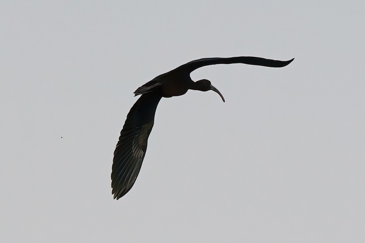 ibis hnědý - ML542593201