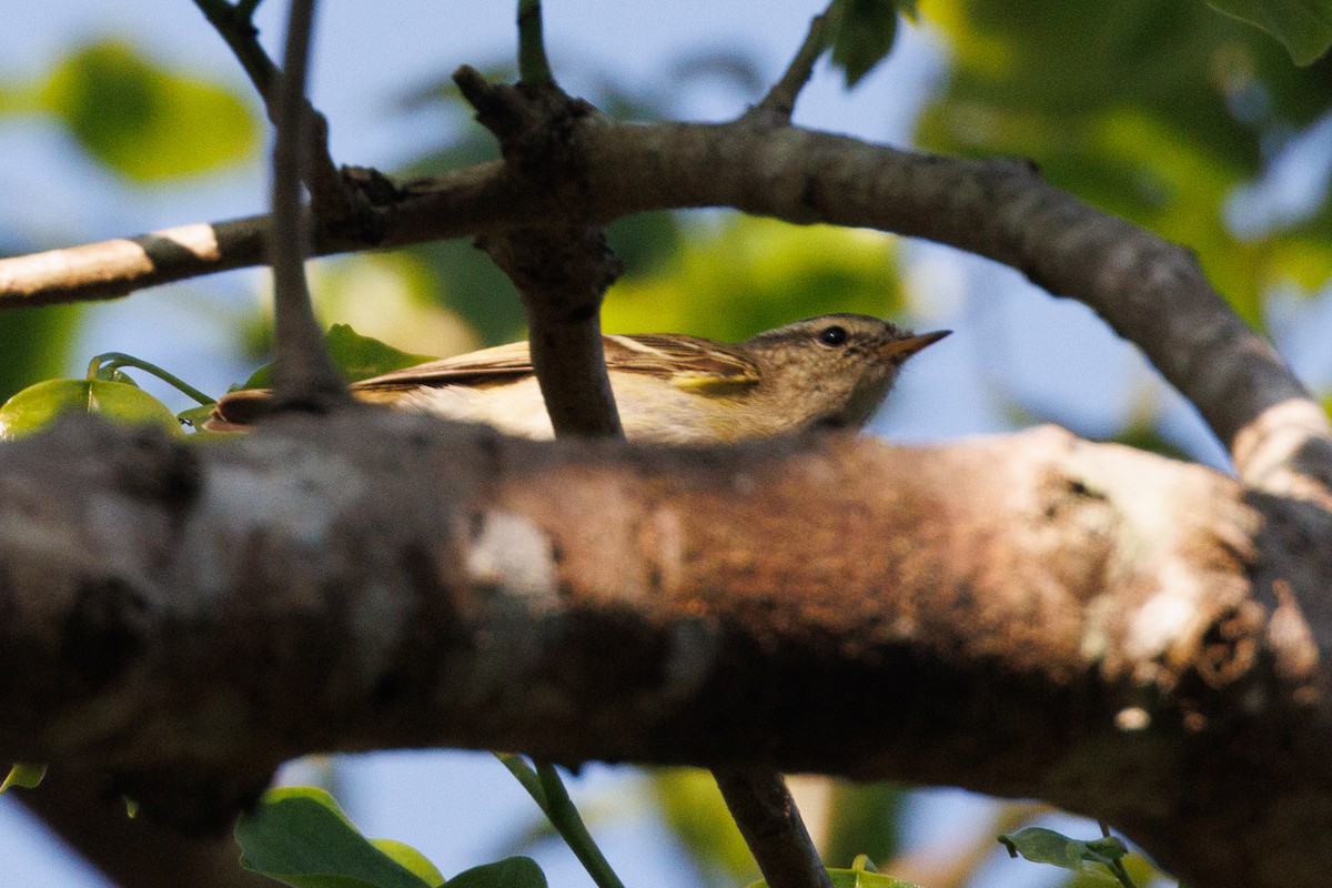 Yellow-browed Warbler - ML542593471