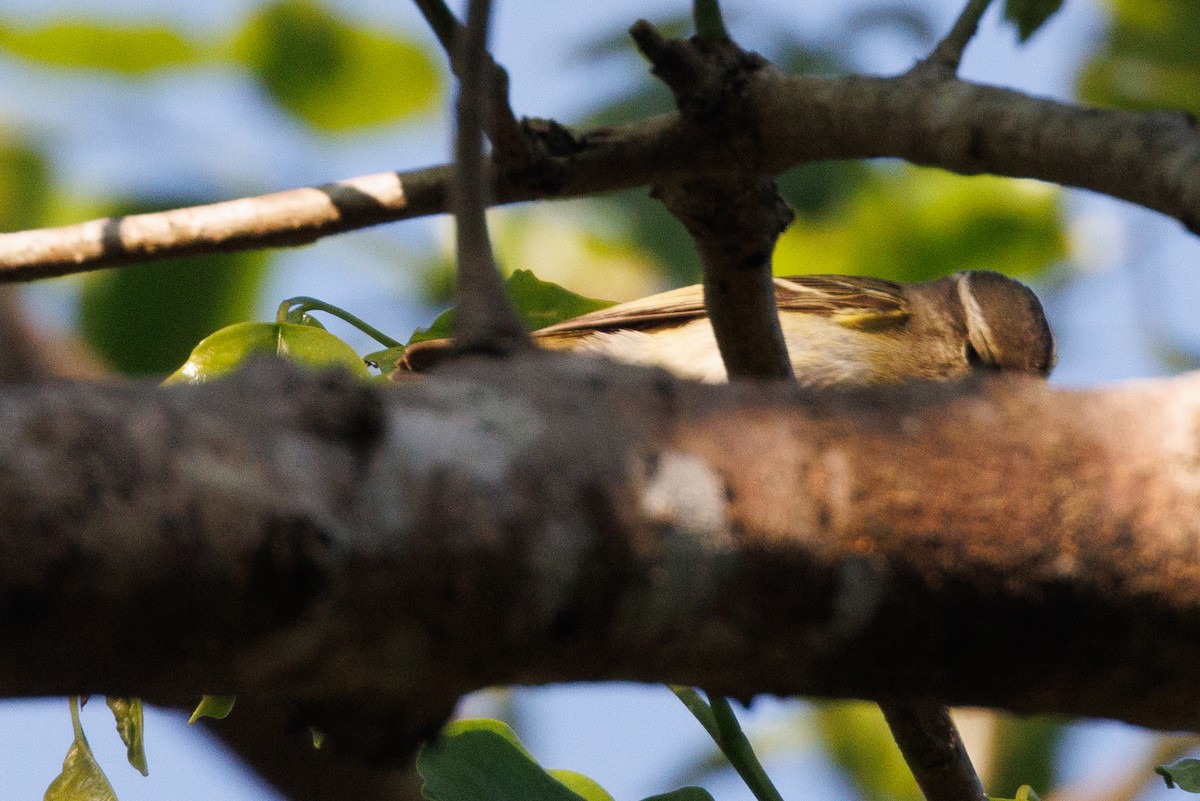 Yellow-browed Warbler - ML542593481