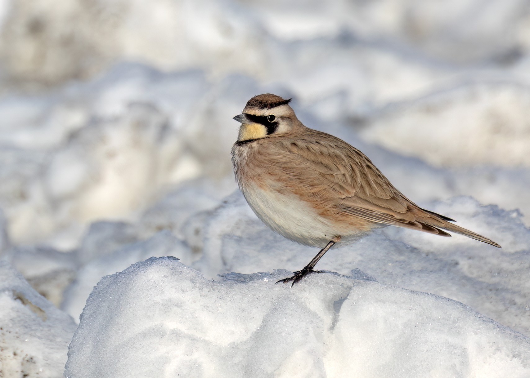 Horned Lark (Eastern dark Group) - Sue&Gary Milks