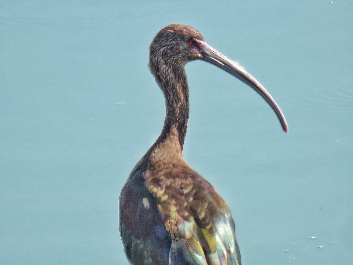 ibis americký - ML542595551