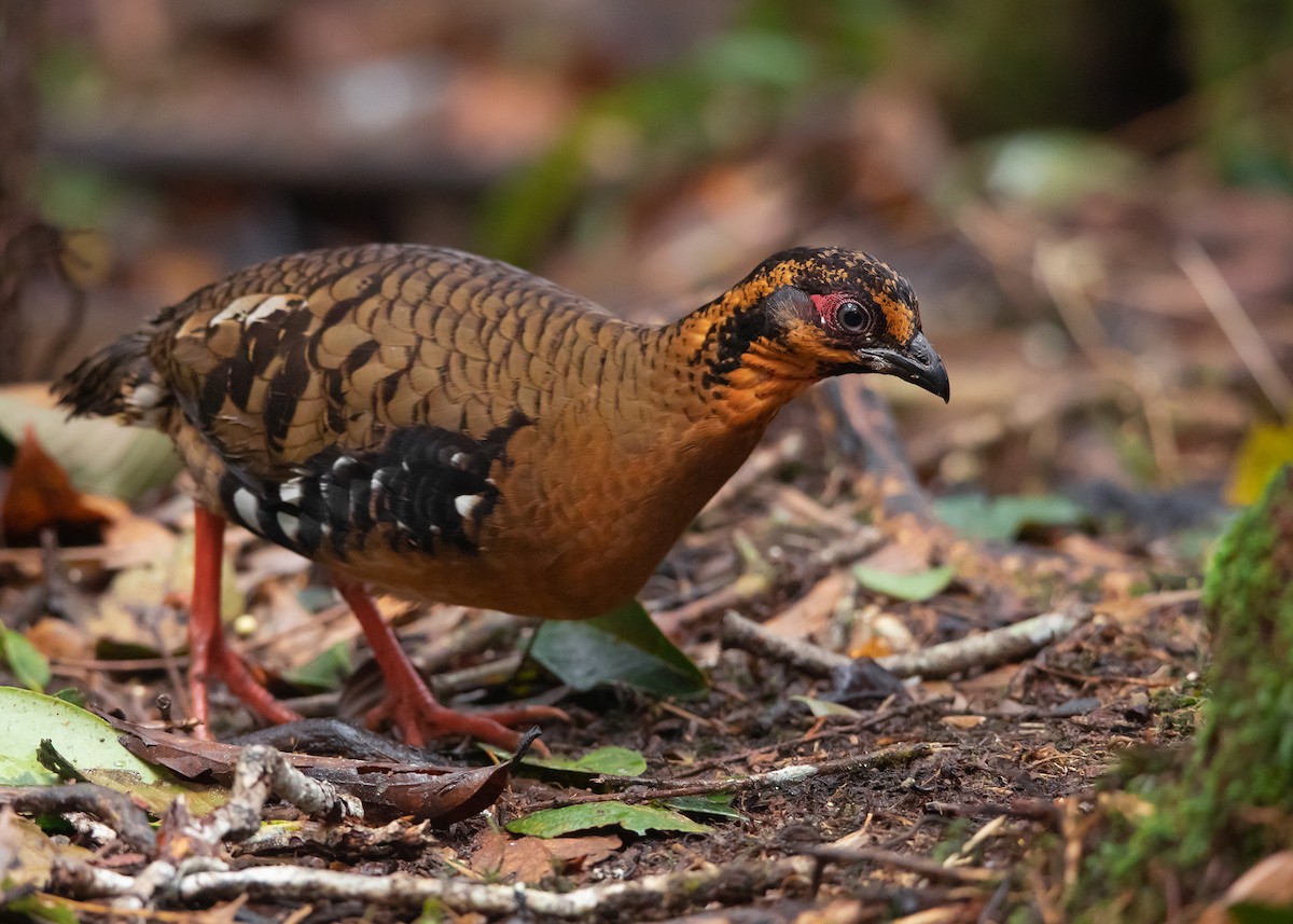 Red-breasted Partridge - ML542597981