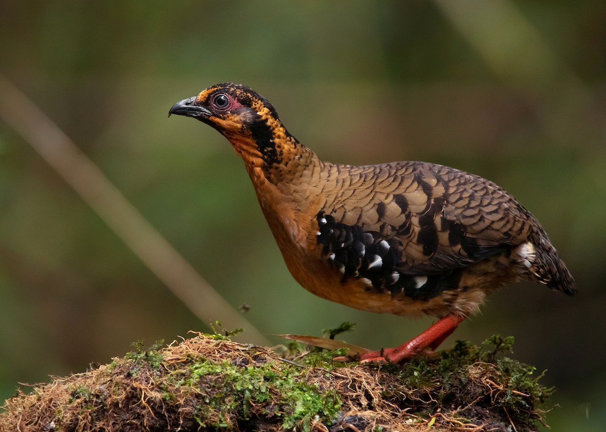 Red-breasted Partridge - ML542597991