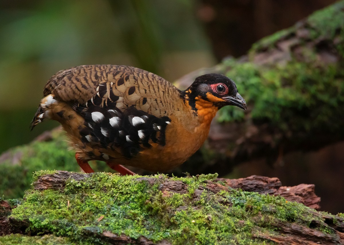 Red-breasted Partridge - ML542598021