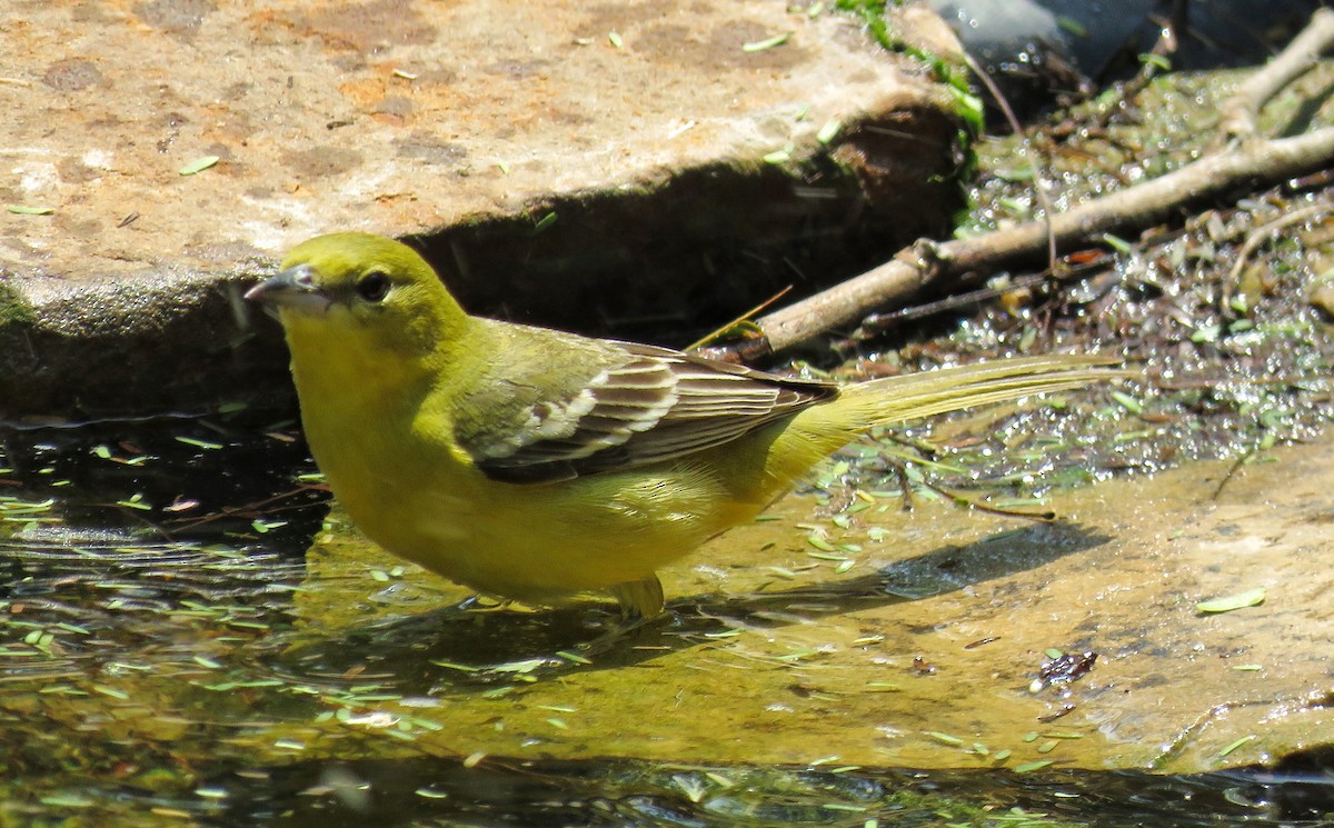 Orchard Oriole - ML54259861