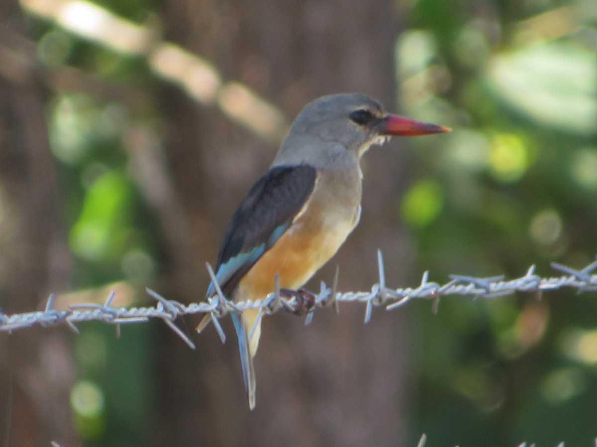 Gray-headed Kingfisher - Morgan  Saineti