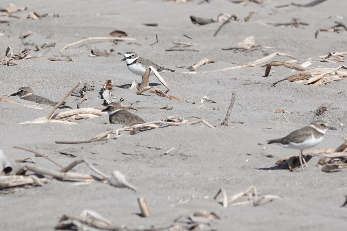 Wilson's Plover - George Wallace