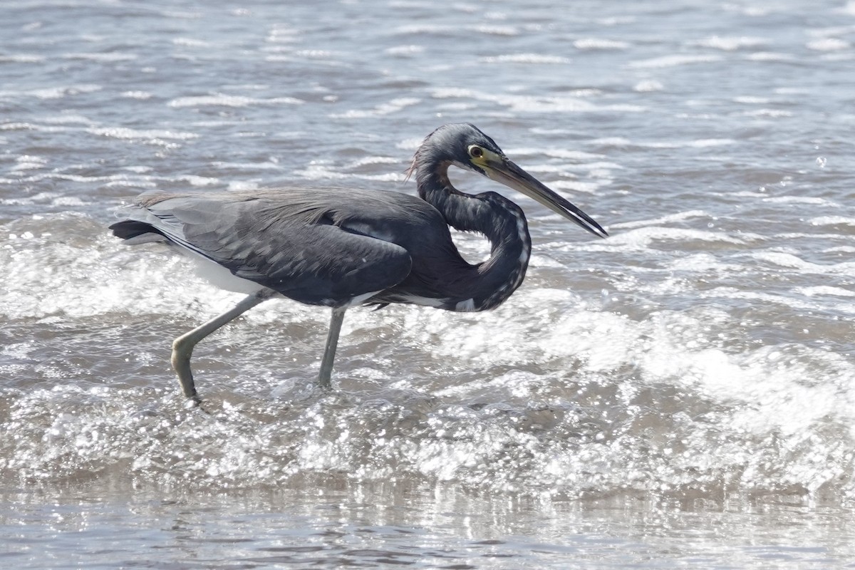 Tricolored Heron - George Wallace