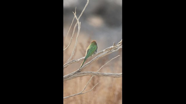 Arabian Green Bee-eater - ML542606091