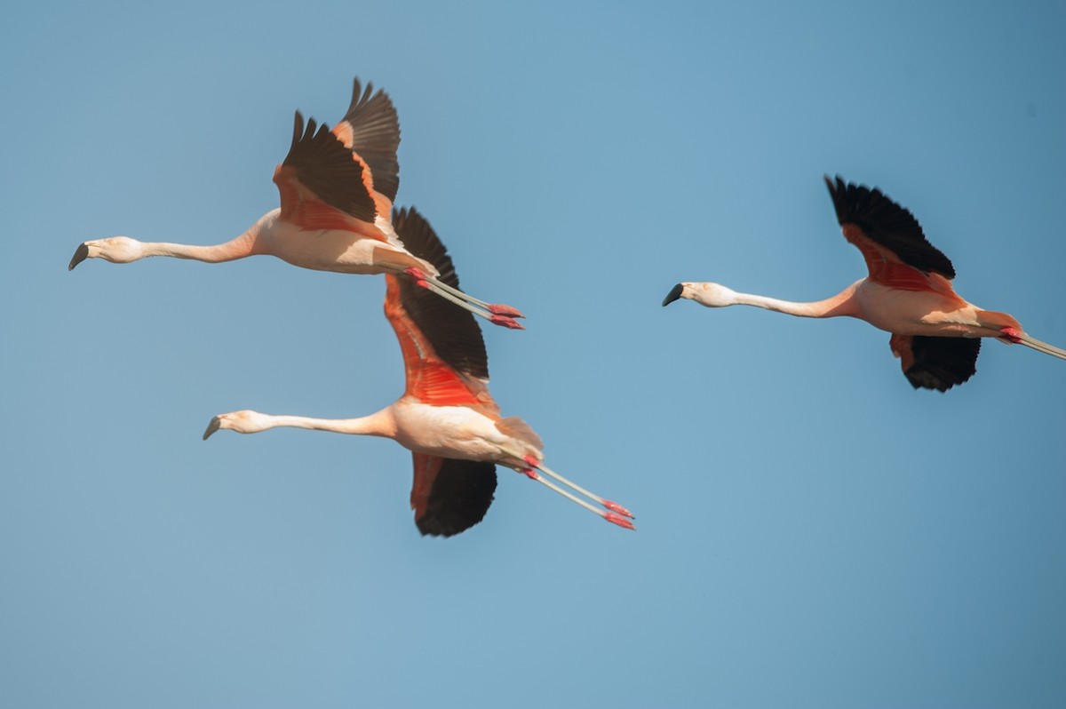 Chilean Flamingo - NINO ANCHERAMA