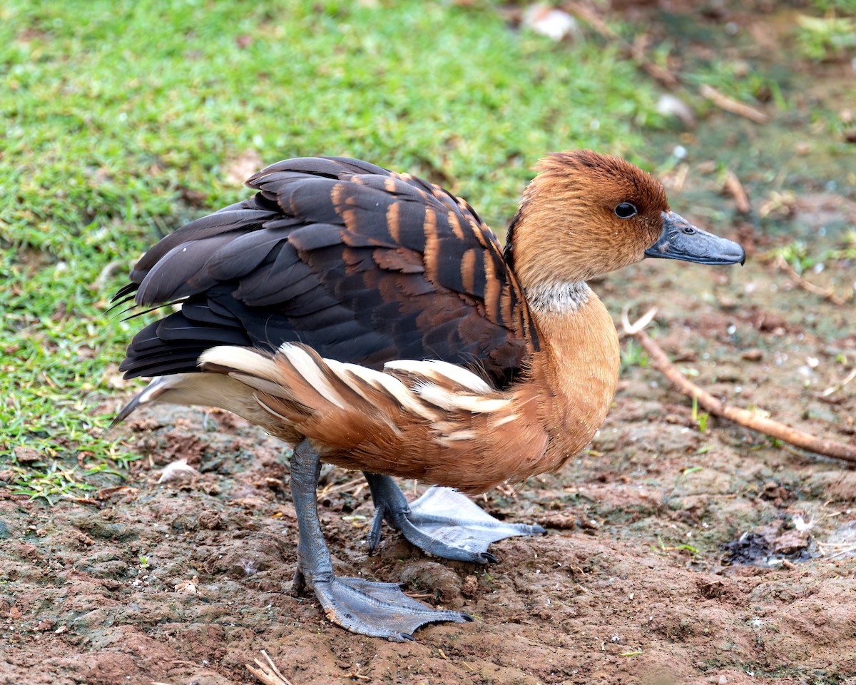 Fulvous Whistling-Duck - ML542608491