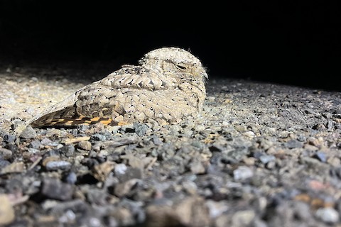 Common Poorwill Baby