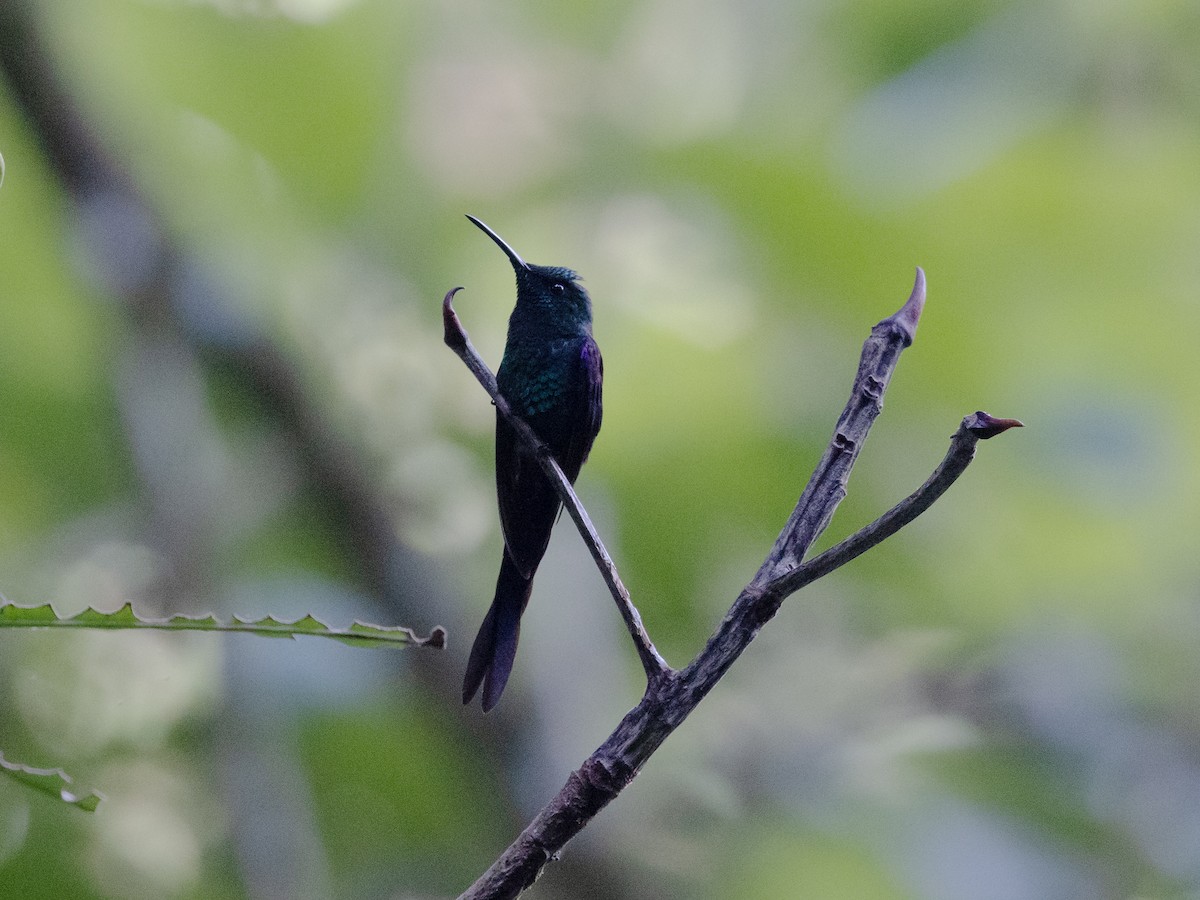 kolibřík pralesní - ML542611121