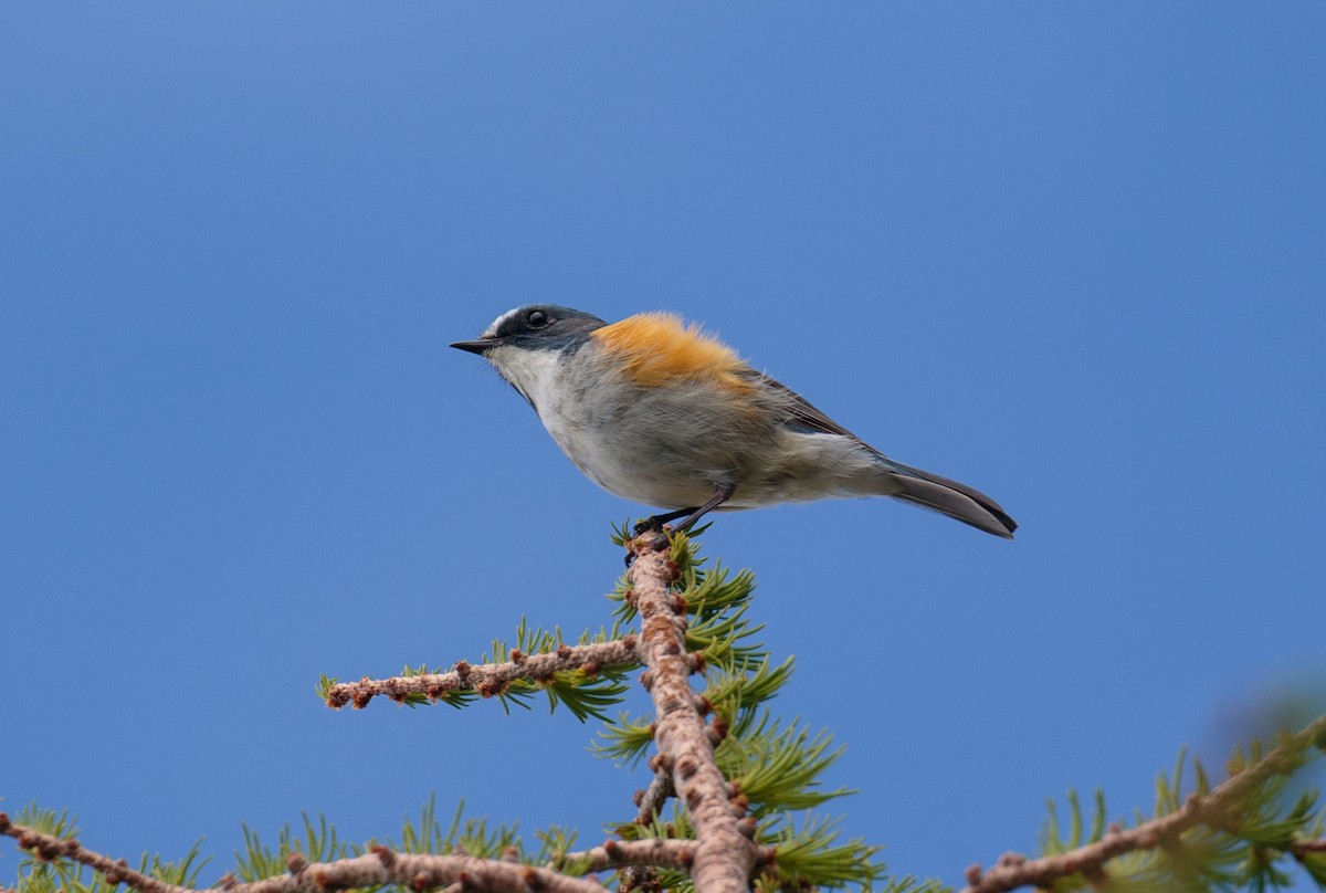 Red-flanked Bluetail - ML542613301