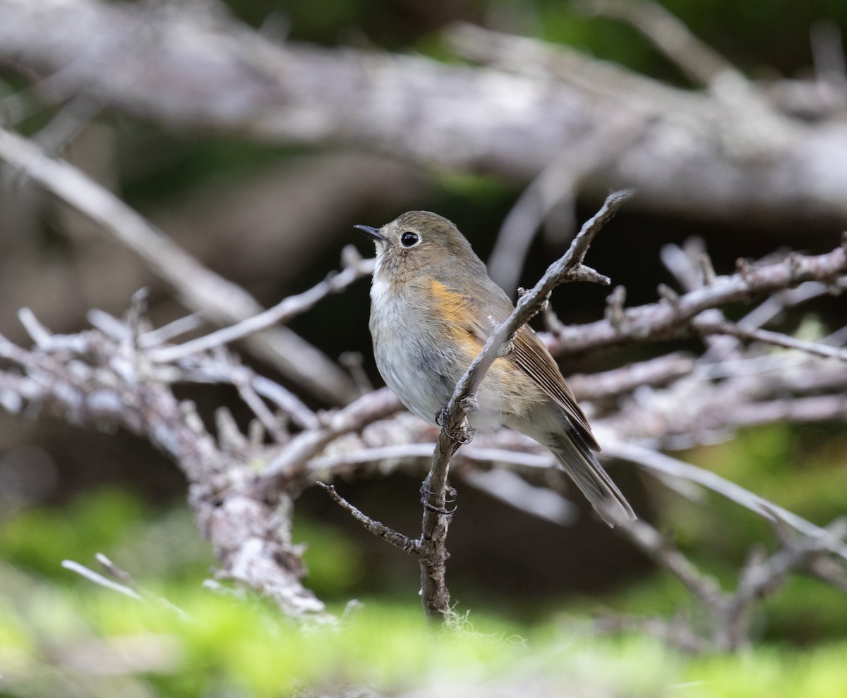 Red-flanked Bluetail - ML542613311