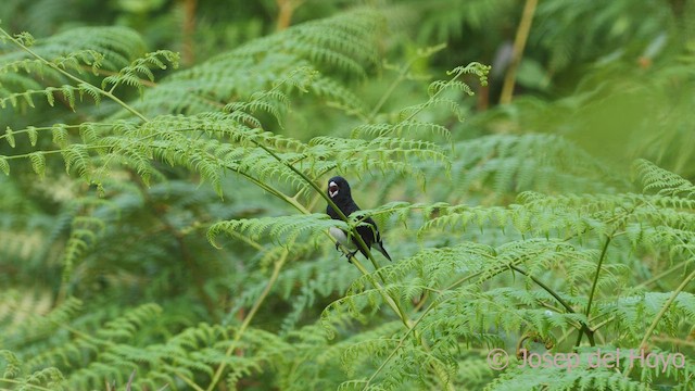 Black-and-white Seedeater - ML542615551