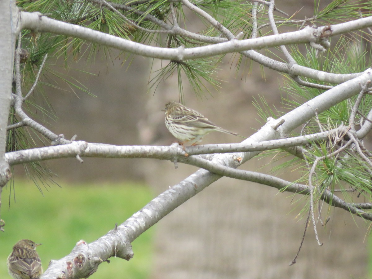 Meadow Pipit - ML542616331