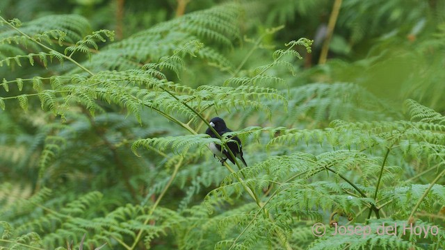 Black-and-white Seedeater - ML542616861