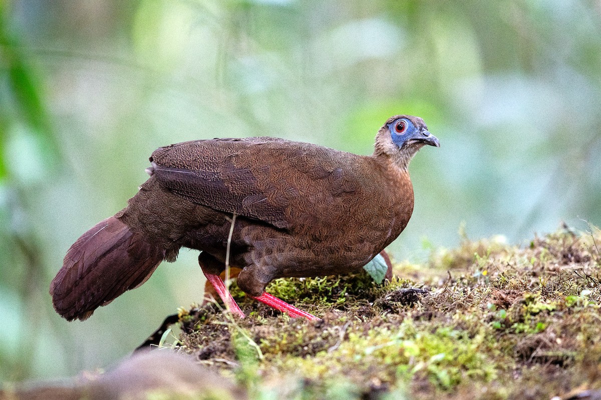 Bulwer's Pheasant - 独行虾 Bird.soong