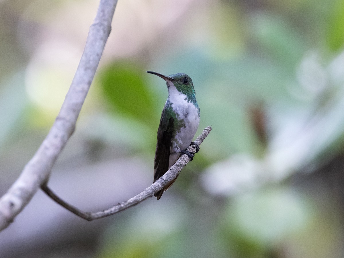 Plain-bellied Emerald - David and Judy Smith