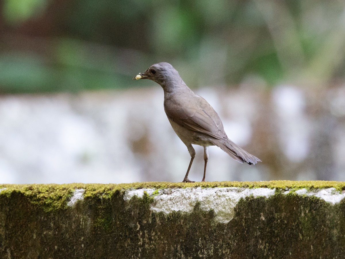 Pale-breasted Thrush - ML542620211