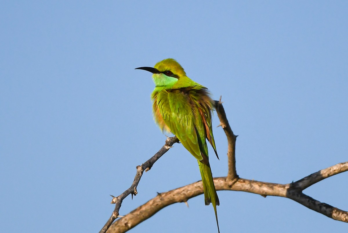 Asian Green Bee-eater - ML542625121