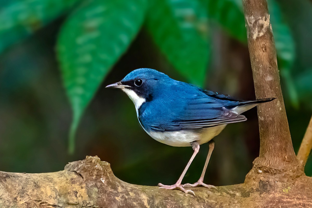 Siberian Blue Robin - Rajkumar Das